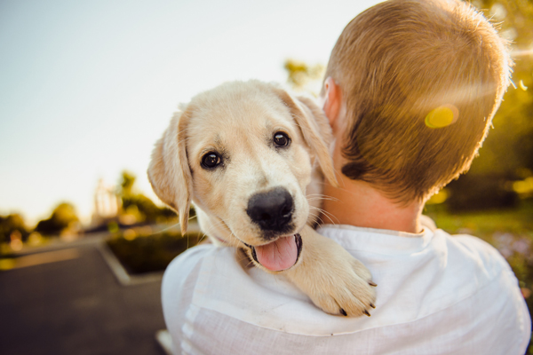 Pet-Friendly Camping